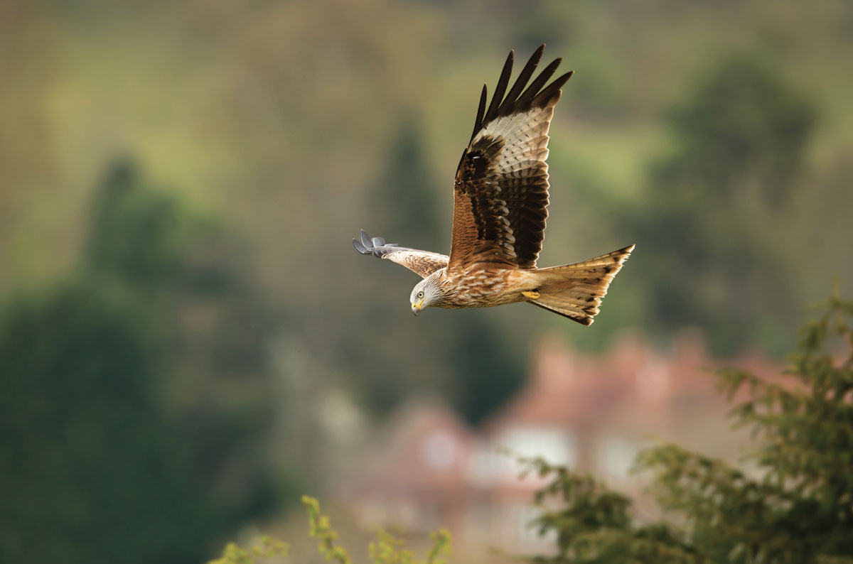 LPO Rapace