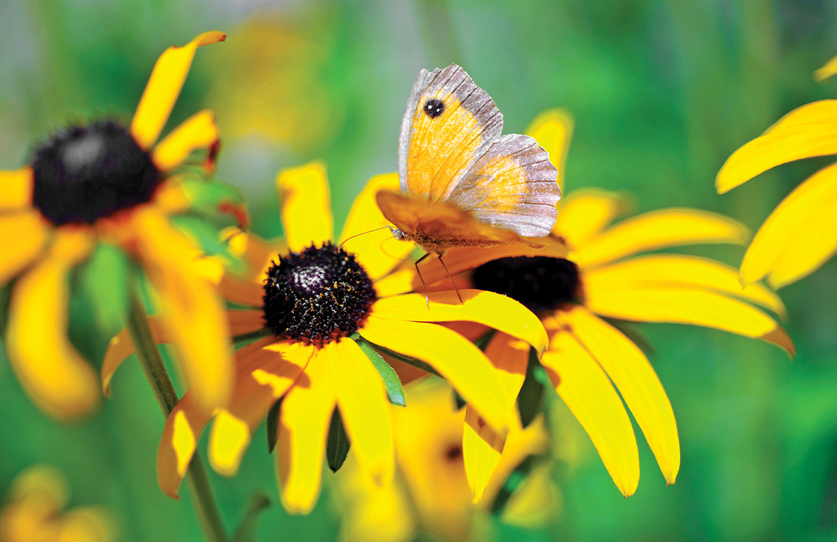 biodiversité