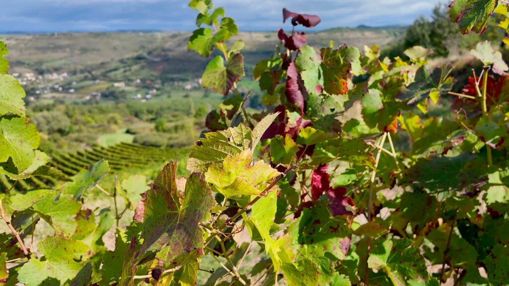 Les vignes du Vallon